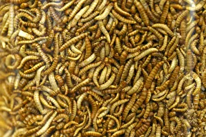 Food raw material larvae are pictured at the headquarters of German retailer Metro AG in Food raw material larvae are pictured at the headquarters of German retailer Metro AG in