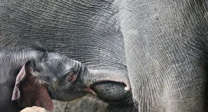 A four-day-old baby elephant is breastfed at the Tierpark Zoo in Berlin A four-day-old baby elephant is breastfed at the Tierpark Zoo in Berlin
