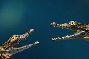 Two four-month-old crocodiles are held by zookeepers before they are weighed during Two four-month-old crocodiles are held by zookeepers before they are weighed during