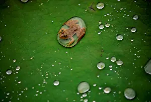 A frog is pictured on the leaf of a lotus after the rain at a pond in Lalitpur A frog is pictured on the leaf of a lotus after the rain at a pond in Lalitpur