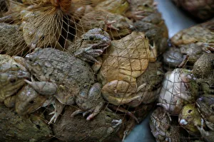 Frogs are seen in a net at a market in Bangkok Frogs are seen in a net at a market in Bangkok