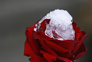 Frost settles on a garden rose in Ain Jdideh village Frost settles on a garden rose in Ain Jdideh village