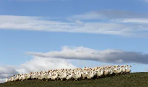 Gaggle of geese stand in pasture near the village of Edlitz in Lower Austria Gaggle of geese stand in pasture near the village of Edlitz in Lower Austria
