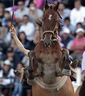 A gaucho rides a wild horse during the annual celebration of Criolla Week in Montevideo A gaucho rides a wild horse during the annual celebration of Criolla Week in Montevideo