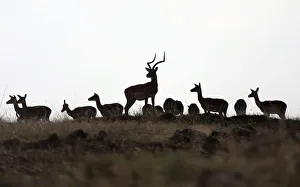 Gazelles are seen in Masai Mara National Reserve Gazelles are seen in Masai Mara National Reserve