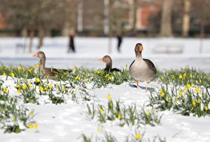 Geese walk next to daffodils in the snow in St James Park, London Geese walk next to daffodils in the snow in St James Park, London
