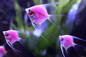 Genetically-engineered fish glow in a tank during the 2014 Taiwan Aquarium Expo in Taipei Genetically-engineered fish glow in a tank during the 2014 Taiwan Aquarium Expo in Taipei