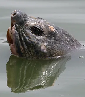 A giant freshwater turtle swims in Hanois Hoan Kiem lake A giant freshwater turtle swims in Hanois Hoan Kiem lake