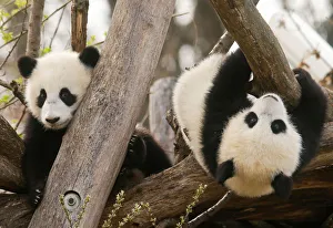 Giant Panda twin cubs Fu Feng and Fu Ban are seen at Schoenbrunn Zoo in Vienna Giant Panda twin cubs Fu Feng and Fu Ban are seen at Schoenbrunn Zoo in Vienna