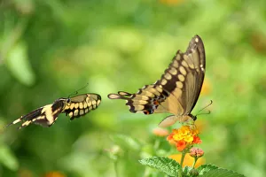 Giant swallowtails are seen at the North American Butterfly Associations (NABA) International Giant swallowtails are seen at the North American Butterfly Associations (NABA) International