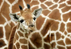 Giraffe baby stands next to his mother at Safari park in Hodenhagen Giraffe baby stands next to his mother at Safari park in Hodenhagen