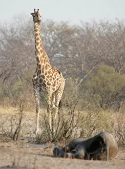Bulawayo Collection: A giraffe walks near a carcass of an elephant at a watering hole inside Hwange National