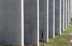 Naivasha Collection: A giraffe walks near the elevated railway line that allows movement of animals below the