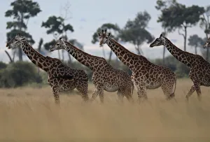 Giraffes are seen in Masai Mara National Reserve Giraffes are seen in Masai Mara National Reserve