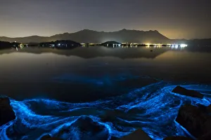 Glow-in-the-dark blue waves caused by the phenomenon known as harmful algal bloom or red Glow-in-the-dark blue waves caused by the phenomenon known as harmful algal bloom or red