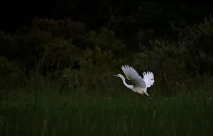 Great egret flies at a lake near the village Sosenka Great egret flies at a lake near the village Sosenka