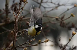 A great tit picks up to fly on a winter day in Warsaw A great tit picks up to fly on a winter day in Warsaw