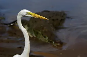A Great White Egret is seen near a crocodile in the Tarcoles River A Great White Egret is seen near a crocodile in the Tarcoles River