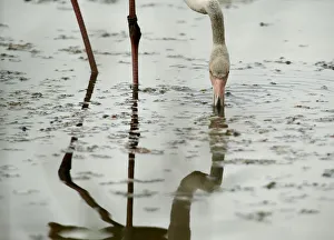 A greater flamingo feeds at the Ghadira Nature Reserve outside Mellieha A greater flamingo feeds at the Ghadira Nature Reserve outside Mellieha