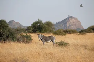 Grevys zebra grazes at the Mpala research centre in Laikipia County Grevys zebra grazes at the Mpala research centre in Laikipia County