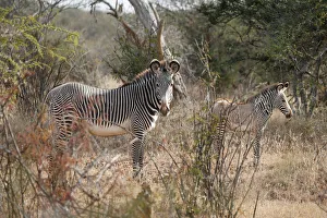 Grevys zebras graze at the Mpala research centre in Laikipia County Grevys zebras graze at the Mpala research centre in Laikipia County