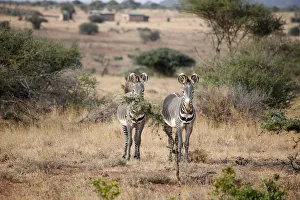 Grevys zebras are seen at the Mpala research centre in Laikipia County Grevys zebras are seen at the Mpala research centre in Laikipia County