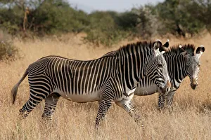 Grevys zebras, the most threatened species of zebra, graze at the Mpala research centre Grevys zebras, the most threatened species of zebra, graze at the Mpala research centre