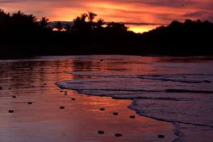A GROUP OF BABY TURTLES CRAWL INTO THE SEA IN BEACH OSTIONAL A GROUP OF BABY TURTLES CRAWL INTO THE SEA IN BEACH OSTIONAL