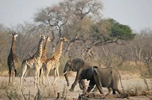 Bulawayo Collection: A group of elephants and giraffes walk near a watering hole inside Hwange National Park