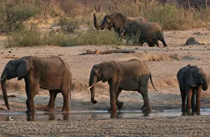 Bulawayo Collection: A group of elephants are seen near a watering hole inside Hwange National Park
