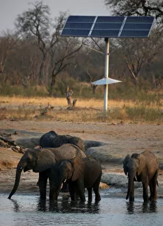 Bulawayo Collection: A group of elephants are seen at a watering hole inside Hwange National Park