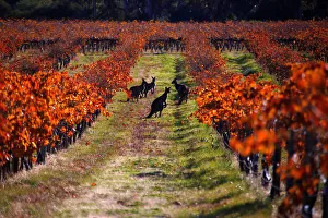 A group of Kangaroos can be seen between rows of vines at the Charles Melton vineyard A group of Kangaroos can be seen between rows of vines at the Charles Melton vineyard