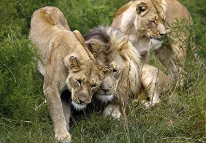 A group of lions are seen at the Lionsrock Big Cat Sanctuary near Bethlehem A group of lions are seen at the Lionsrock Big Cat Sanctuary near Bethlehem