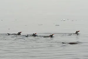 A group of penguins swim in Andvord Bay, Antarctica A group of penguins swim in Andvord Bay, Antarctica
