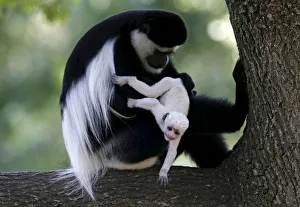 A guereza monkey (Colobus Guereza) holds a newborn baby at Prague Zoo A guereza monkey (Colobus Guereza) holds a newborn baby at Prague Zoo