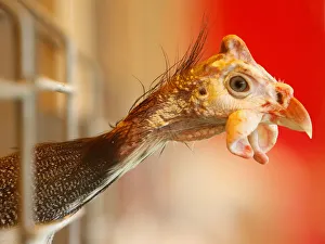 Guinea fowl looks out of its cage during an agricultural exhibition near the village of Guinea fowl looks out of its cage during an agricultural exhibition near the village of