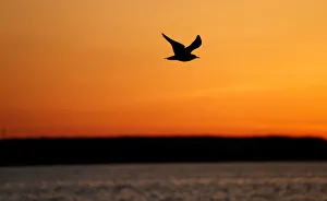 Gull flies over a lake during sunset near the town of Vileika Gull flies over a lake during sunset near the town of Vileika