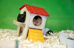 Hamsters sleep while being displayed in a pet store in Montevideo Hamsters sleep while being displayed in a pet store in Montevideo