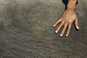 The hand of a mahout is seen as he prepares his elephant for a beauty contest during The hand of a mahout is seen as he prepares his elephant for a beauty contest during