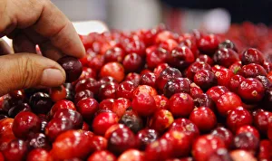 Harvested cranberries are processed at Atoka farms in Manseau, Canada Harvested cranberries are processed at Atoka farms in Manseau, Canada