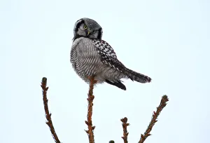 A hawk owl sits on a fir branch near the village of Vasilkova A hawk owl sits on a fir branch near the village of Vasilkova