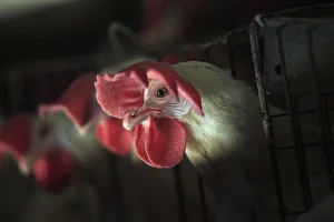 Hens are seen at a farm on the outskirts of Managua cit Hens are seen at a farm on the outskirts of Managua cit