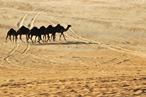 A herd of camels walk during the Mazayin Dhafra Camel Festival in Al Gharbia (the A herd of camels walk during the Mazayin Dhafra Camel Festival in Al Gharbia (the