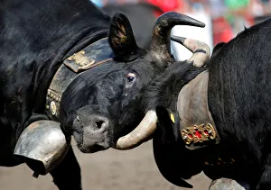 Two Herens cows lock horns during the qualification round of the annual Battle of the Two Herens cows lock horns during the qualification round of the annual Battle of the