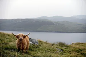 A Highland cow stands on a hillside on the Isle of Lewis in the Outer Hebrides A Highland cow stands on a hillside on the Isle of Lewis in the Outer Hebrides