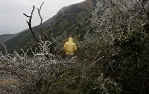 A hiker walks past icy plants under sub-zero temperatures at Tai Mo Shan A hiker walks past icy plants under sub-zero temperatures at Tai Mo Shan