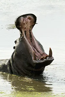A hippopotamus opens its mouth in a river in Grumeti in Tanzanias Serengeti National A hippopotamus opens its mouth in a river in Grumeti in Tanzanias Serengeti National
