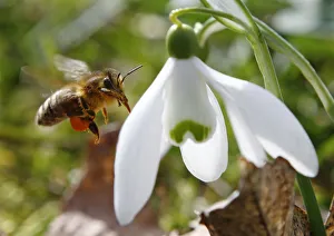 A honeybee approaches a snowdrop flower in Klosterneuburg on the first day of spring A honeybee approaches a snowdrop flower in Klosterneuburg on the first day of spring