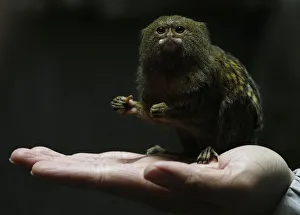 Hong Kong Ocean Park worker poses with a pygmy marmoset, the worlds smallest monkey Hong Kong Ocean Park worker poses with a pygmy marmoset, the worlds smallest monkey