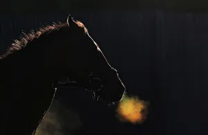 A horse makes its way off the track after morning workouts at Belmont Park in Elmont A horse makes its way off the track after morning workouts at Belmont Park in Elmont